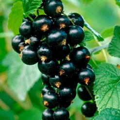 Cassissier Titania - Des cassis noirs sans effort