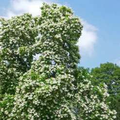 Catalpa commun - De l'ombre en un été