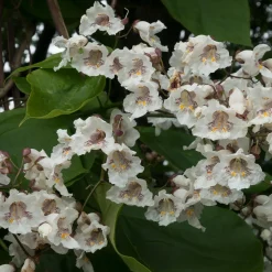 Catalpa commun - De l'ombre en un été