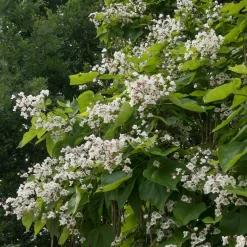 Catalpa commun - De l'ombre en un été