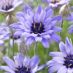 Catananche bleue - Cupidone - Le bleu qui dure tout l'été