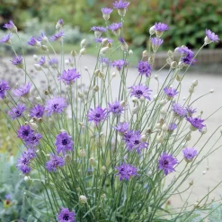 Catananche bleue - Cupidone - Le bleu qui dure tout l'été