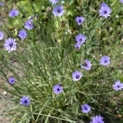 Catananche bleue - Cupidone - Le bleu qui dure tout l'été