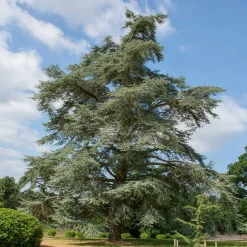 Cèdre bleu de l'Atlas - Le bleu qui sublime tout