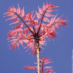 Cèdre de Chine Flamingo - Feuillage rose au printemps