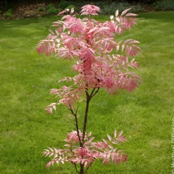 Cèdre de Chine Flamingo - Feuillage rose au printemps