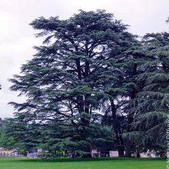 Cèdre du Liban - L'arbre d'une vie entière