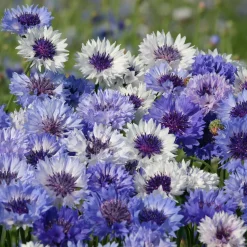 Centaurée barbeau Classic Fantastic - Un pré fleuri sans effort