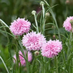Centaurée barbeau Pinkie - Fleurs roses tout l'été
