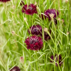Centaurée Black Ball - Des fleurs bordeaux tout l'été