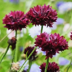 Centaurée Black Ball - Des fleurs bordeaux tout l'été