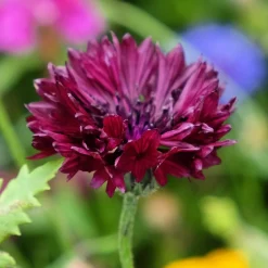 Centaurée Black Ball - Des fleurs bordeaux tout l'été