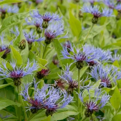Centaurée bleue des montagnes - Le bleu qui revient chaque an