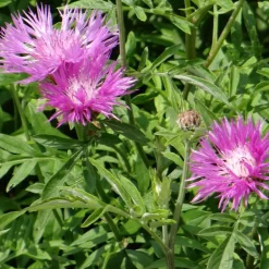 Centaurée de Perse - Le rose qui attire les papillons