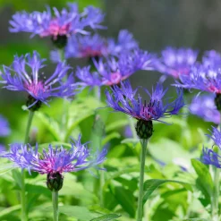 Centaurée des montagnes - Le bleu qui revient chaque année