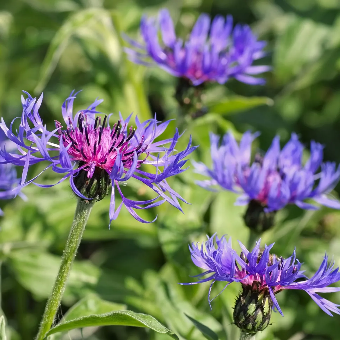 Centaurée des montagnes - Le bleu qui revient chaque année