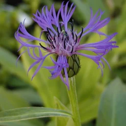 Centaurée des montagnes - Le bleu qui revient chaque année