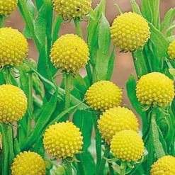 Cephalophora odorant Pineapples - Un parfum d'ananas au jardin