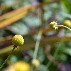 Cephalophora odorant Pineapples - Un parfum d'ananas au jardin