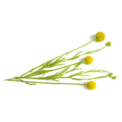 Cephalophora odorant Pineapples - Un parfum d'ananas au jardin
