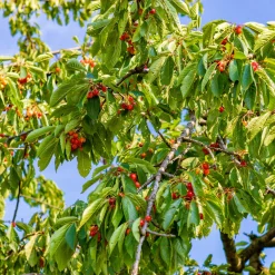 Cerisier Bigarreau de Büttner - Des cerises croquantes chaque été