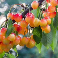 Cerisier Bigarreau de Büttner - Des cerises croquantes chaque été