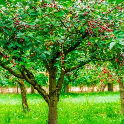Cerisier Bigarreau Hatif Burlat - Les 1res cerises de l'été
