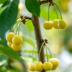 Cerisier Bigarreau Jaune de Donissen - Des cerises dorées tout l'été