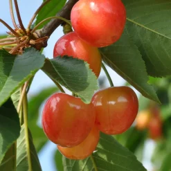 Cerisier 'Bigarreau Napoléon' - Des cerises jaunes gorgées de soleil