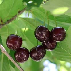 Cerisier Bigarreau Noire - De grosses cerises noires