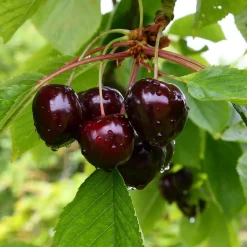 Cerisier Bigarreau Noire - De grosses cerises noires