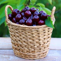 Cerisier Bigarreau Noire - De grosses cerises noires
