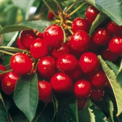 Cerisier Bigarreau Summit - Des cerises XXL au jardin