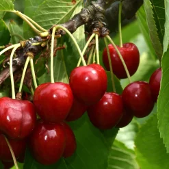Cerisier Bigarreau Summit - Des cerises XXL au jardin