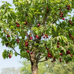 Cerisier Birageau Hedelfinger - Des cerises juteuses chez vous