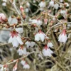 Cerisier à fleur du Japon Kojo-No-Mai - Cerisier nain, floraison XXL