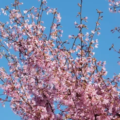 Cerisier à fleur du Japon nain Paean - Le Japon en fleurs chez vous