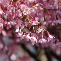Cerisier à fleur du Japon nain Paean - Le Japon en fleurs chez vous