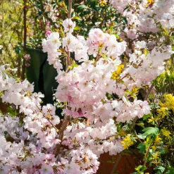 Cerisier à fleurs du Japon Accolade - Un nuage rose dès mars