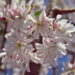 Cerisier à fleurs du Japon Autumnalis Rosea - Des fleurs même en hiver