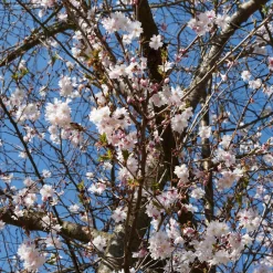 Cerisier à fleurs du Japon Autumnalis Rosea - Des fleurs même en hiver