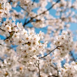 Cerisier à fleurs du Japon Brillant - Un nuage rose au jardin