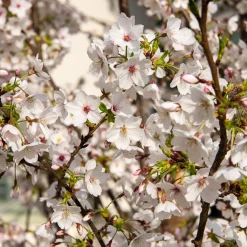 Cerisier à fleurs du Tibet - Nuage rose au printemps