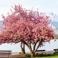 Cerisier à fleurs Kanzan - Un printemps rose spectaculaire