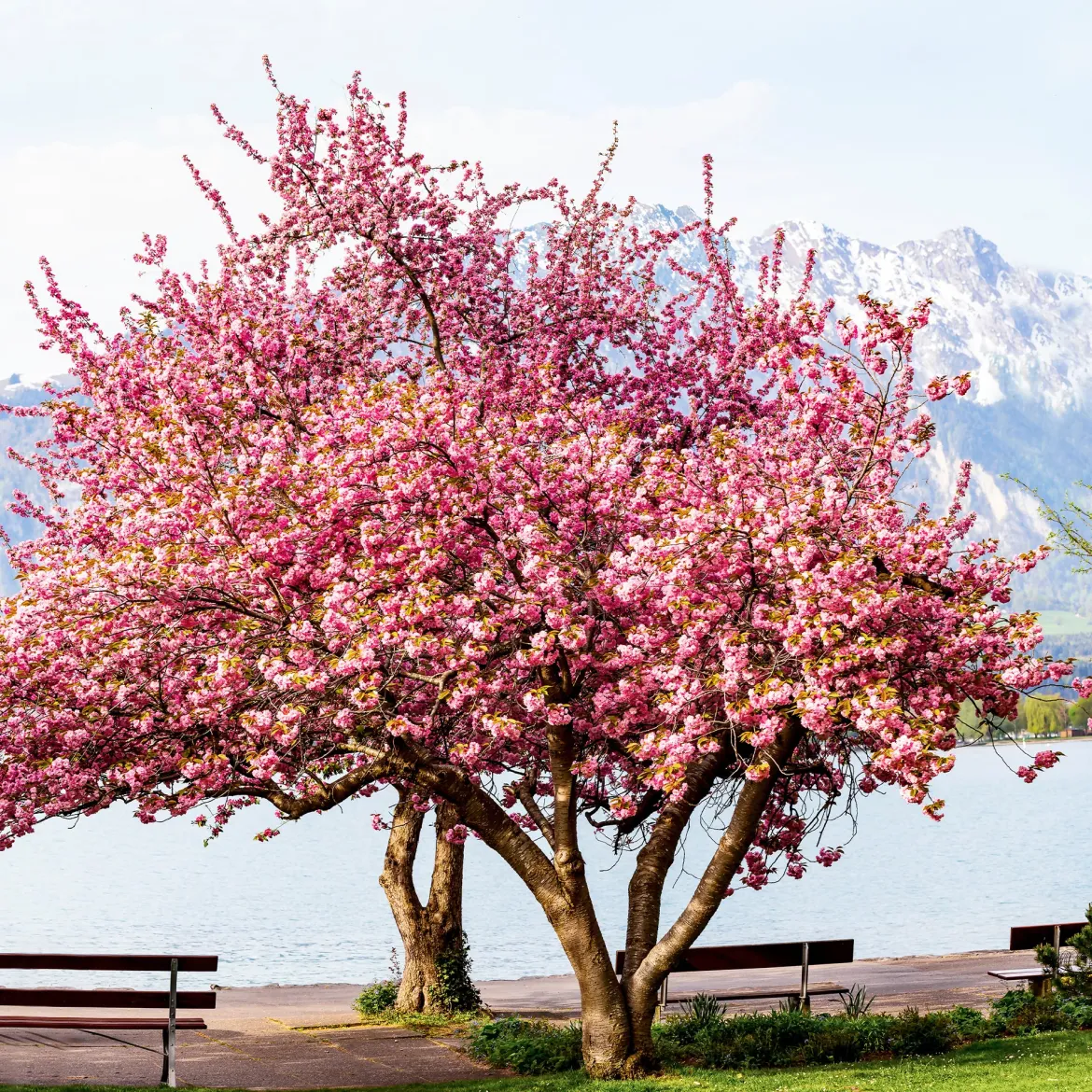 Cerisier à fleurs Kanzan - Un printemps rose spectaculaire