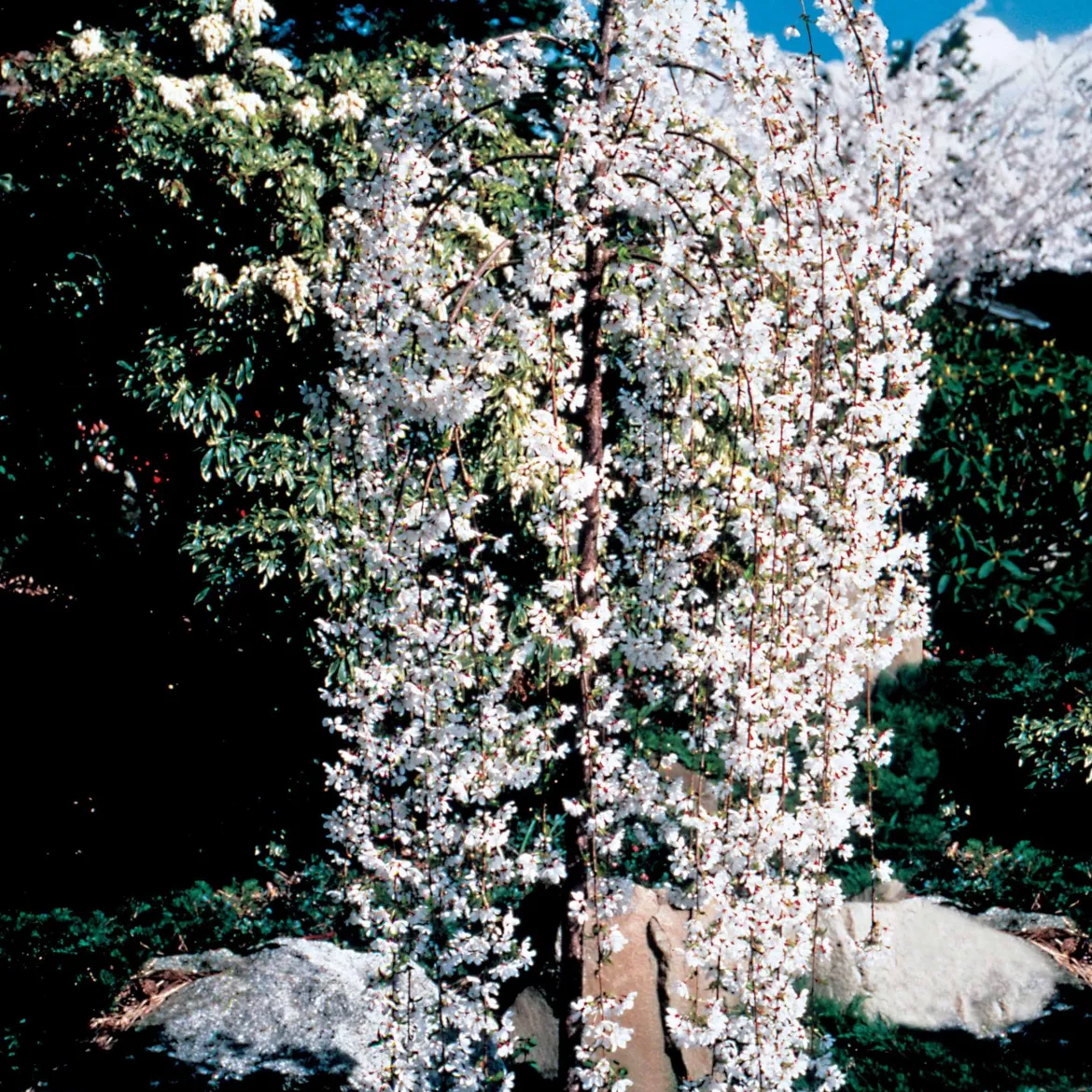 Cerisier à fleurs Snow Fountains - Une cascade de fleurs blanches