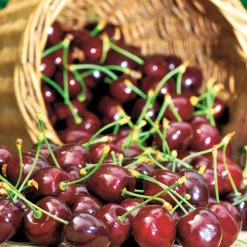 Cerisier Karina - Des cerises maison chaque été
