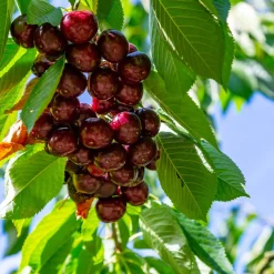 Cerisier Kordia - Des cerises noires et charnues