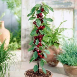 Cerisier nain 'Sylvia' - Des cerises même sur balcon