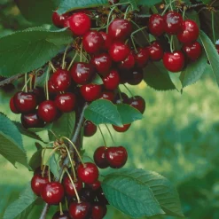 Cerisier nain 'Sylvia' - Des cerises même sur balcon